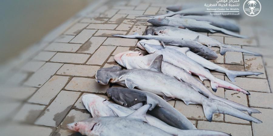 ضبط مخالفين بحوزتهم 14 سمكة قرش مهددة بالانقراض في جازان