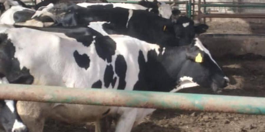 الزراعة:
      تحصين
      أكثر
      من
      3
      مليون
      رأس
      ماشية
      ضمن
      الحملة
      القومية
      ضد
      الجلد
      العقدي
      وجدري
      الأغنام