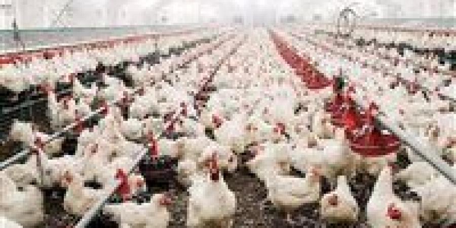 الدواجن اليوم.. سعر الفراخ البيضاء للمستهلك في الأسواق والمزارع