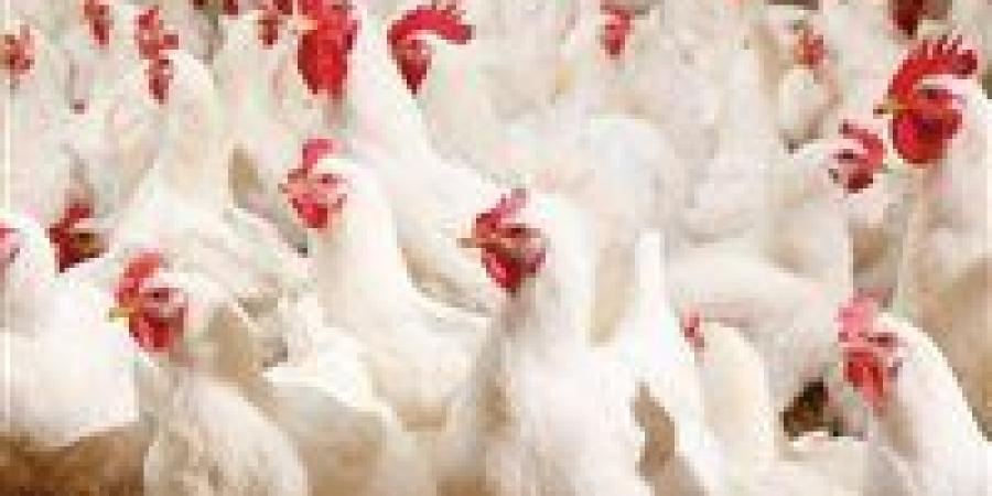 تحركات
      سوق
      الدواجن..
      سعر
      الفراخ
      البيضاء
      اليوم