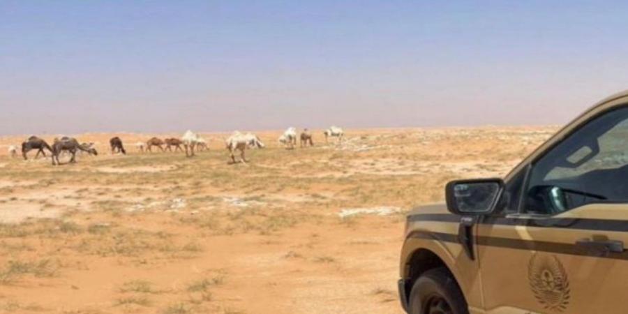 الأمن البيئي يضبط مخالفين لإشعال النار والرعي في محميتين ملكيتين ويؤكد العقوبات النظامية