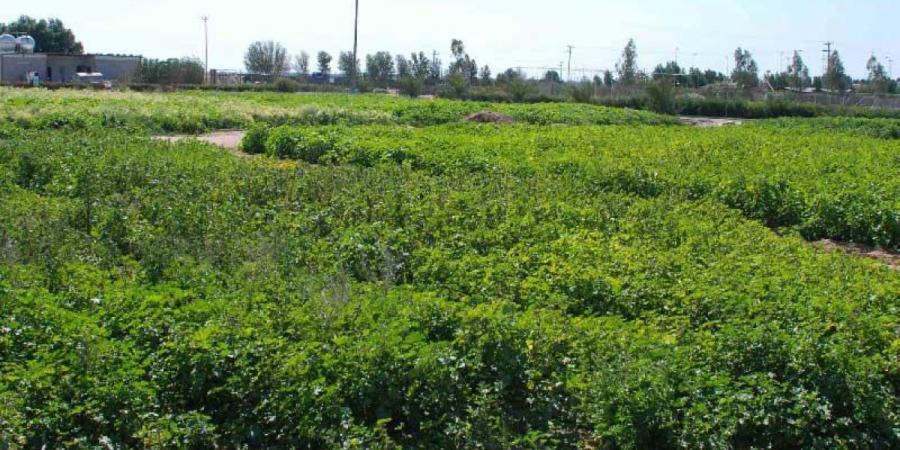 حظر التصرف في كافة أنواع الحيازات الزراعية والحيوانية