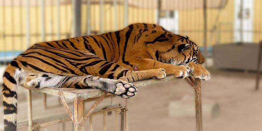 «البيئة»: ضبط مجموعة من الحيوانات المهددة بالانقراض