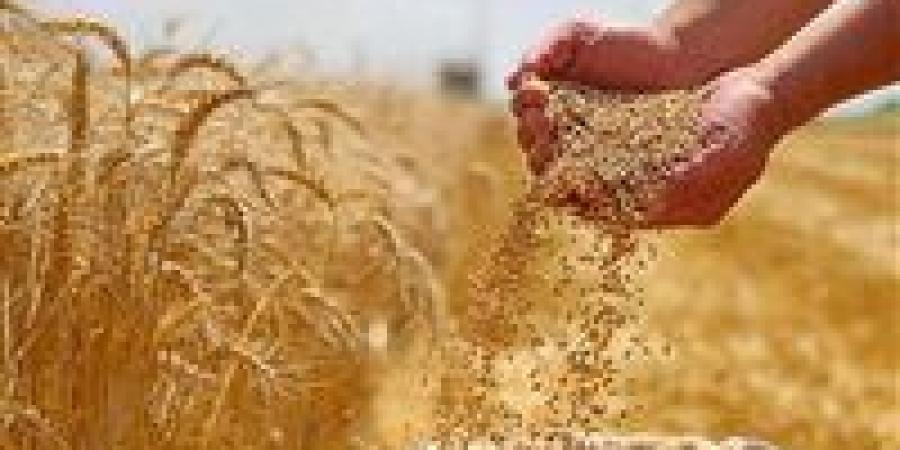 اللواء
      عمرو
      عبد
      الوهاب
      يكشف
      تفاصيل
      نجاح
      زراعة
      القمح
      بمياه
      عالية
      الملوحة
      بالريف
      المصري