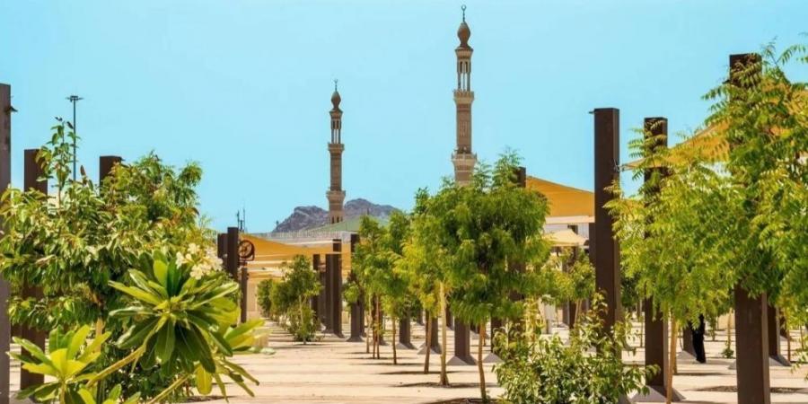 زراعة 60 ألف شجرة في المشاعر