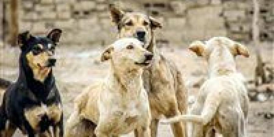 "الرفق
      بالحيوان":
      1.4
      مليون
      حالة
      عقر
      سنويًا
      بسبب
      الكلاب
      الضالة