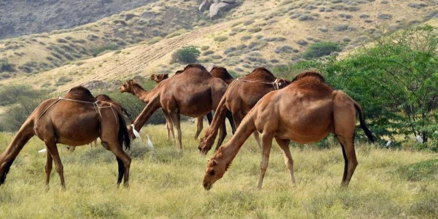 تلويث تربة وتجريف ورعي مخالف بـ 3 مناطق