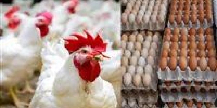 بشرى
      سارة
      قريبا..
      شعبة
      الدواجن
      تكشف
      موعد
      انخفاض
      سعر
      الفراخ
      10%