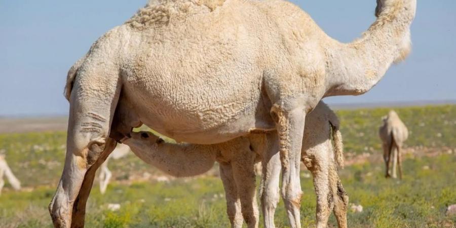 لا دعم حكوميا للإبل المؤجرة