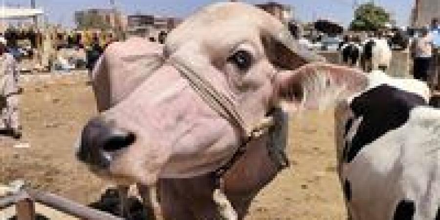 كيف
      تُقسَّم
      الأضحية؟..
      أمين
      الفتوى
      يجيب