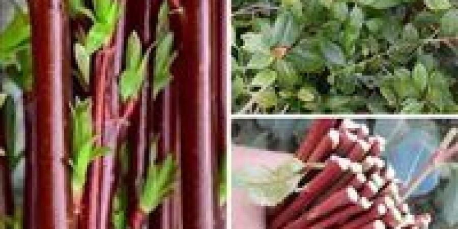 استشاري
      صحة
      نفسية:
      مدمن
      الشابو
      بعد
      التعاطي
      قد
      يصاب
      بالإيدز