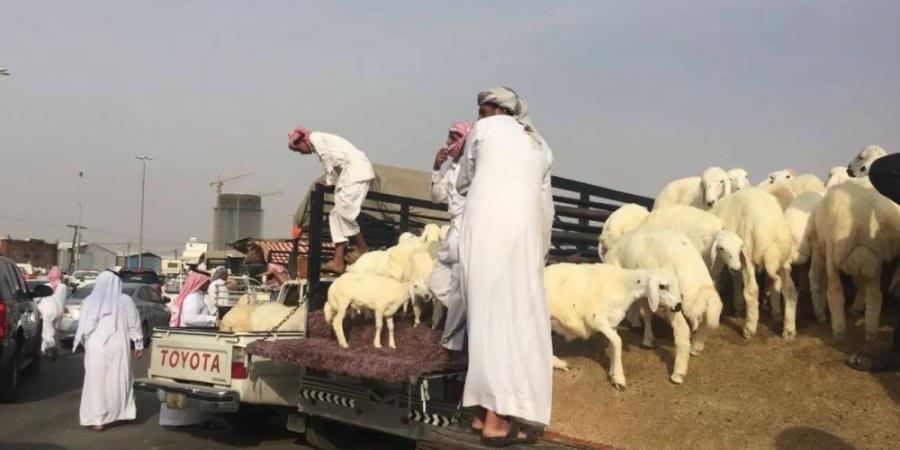120 ألف أضحية ترفع جاهزية بيئة الرياض