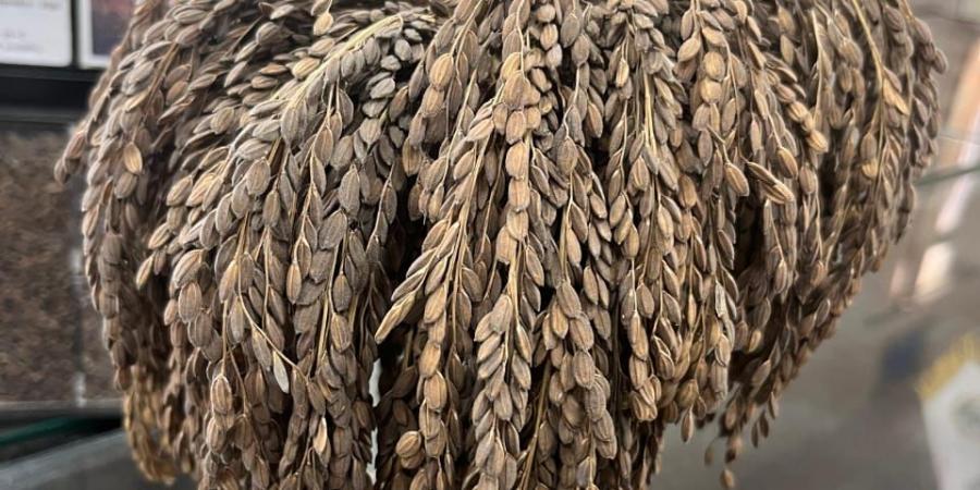 سعره
      يتخطي
      الـ
      600
      جنية
      ..
      الأرز
      الأسود
      قيمة
      غدائية
      وعلاجية
      علي
      مائدة
      المصريين