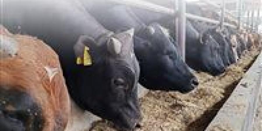 فرخة
      ولا
      أرنب؟..
      أستاذ
      فقه
      يرد
      على
      الفتاوى
      غير
      الصحيحة
      بشأن
      الأضحية
