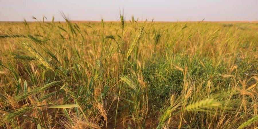 الزراعة البعلية في القصيم.. إرث متجدد يدعم الأمن الغذائي