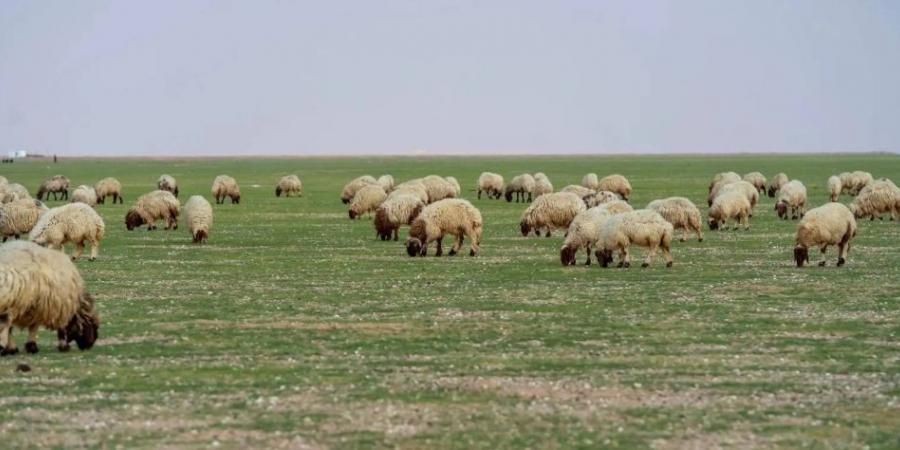 إتاحة الرعي بـ 84 موقعا