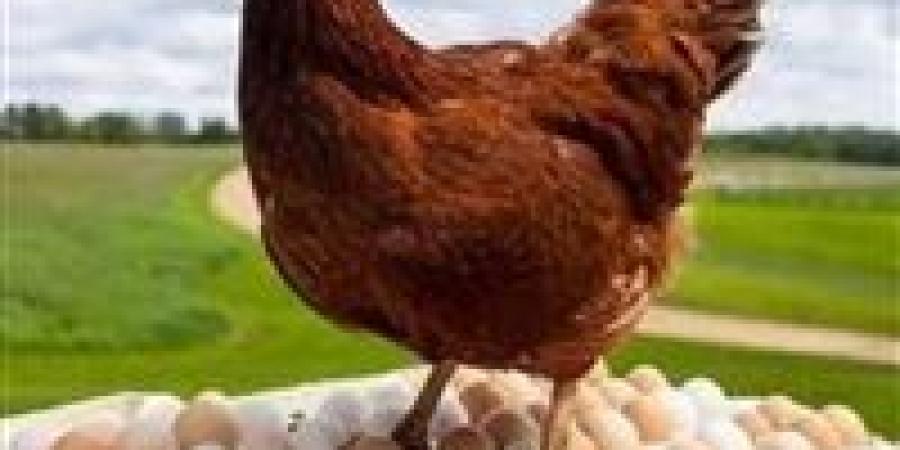 ثروت
      الزيني
      يحذر:
      الشائعات
      تهدد
      صناعة
      الدواجن
      رغم
      تحقيق
      مصر
      الاكتفاء
      الذاتي