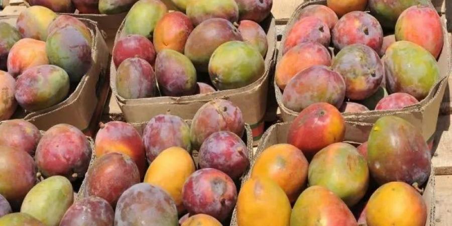 1.2 مليون شجرة مانجو تعزز الأمن الغذائي