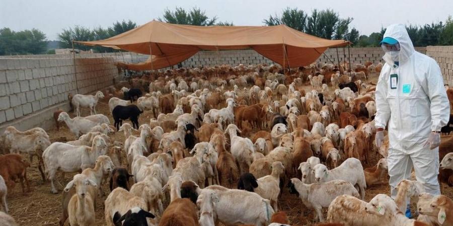 الرصد المبكر والحجر البيطري يعززان الوقاية من الأمراض المشتركة