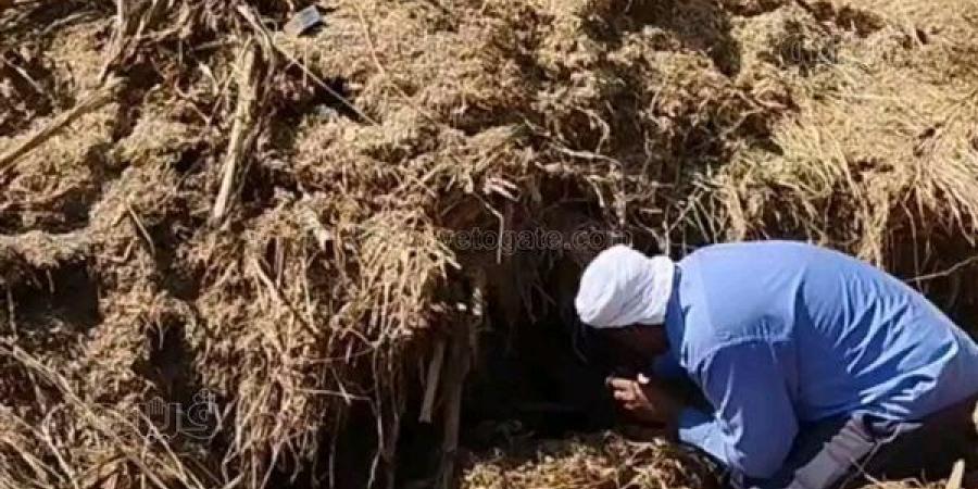 مستشار وزير البيئة الأسبق يوضح أسباب زيادة ظهور الثعابين في الصيف