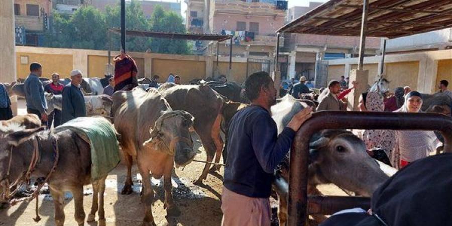 حقيقة
      انتشار
      مرض
      الجلد
      العقدي
      بين
      الماشية