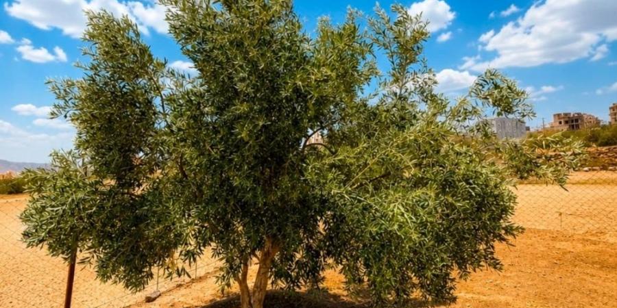 قصة نجاح تتحول إلى استثمار.. حكاية جبال السروات من العتم إلى الزيتون