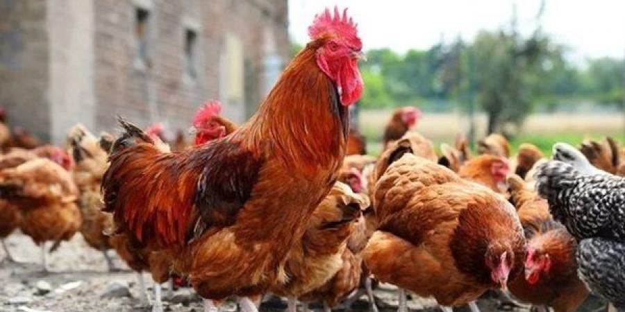 انخفاض
      البيضاء
      3
      جنيهات
      وارتفاع
      البلدي،
      أسعار
      الفراخ
      اليوم
      الأربعاء
      29
      يوليو
      2026
