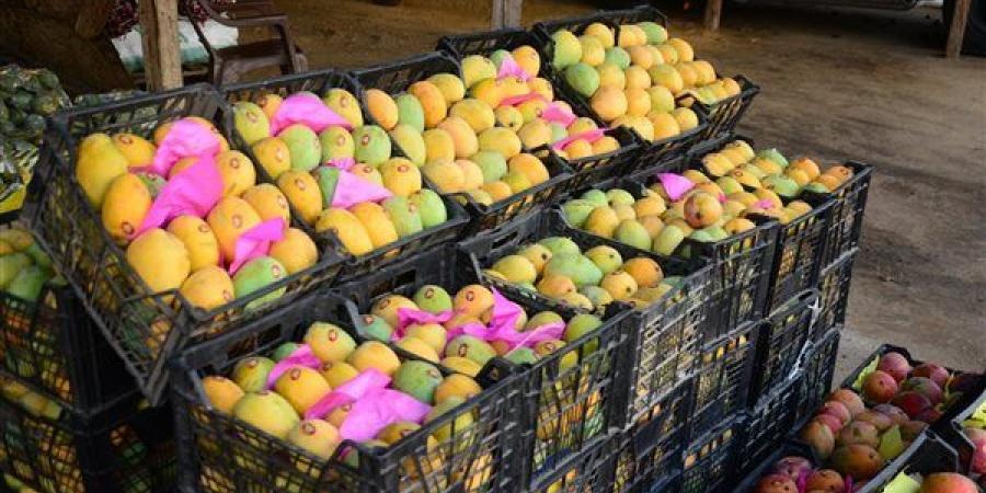 ارتفاع جديد في أسعار المانجو اليوم، الهندي والفونس وتيمور تقفز إلى 60 جنيها "جملة"