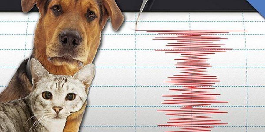 بعد انتشار فيديوهات زلزال الفجر، هل تشعر الحيوانات بالزلازل قبل حدوثها؟