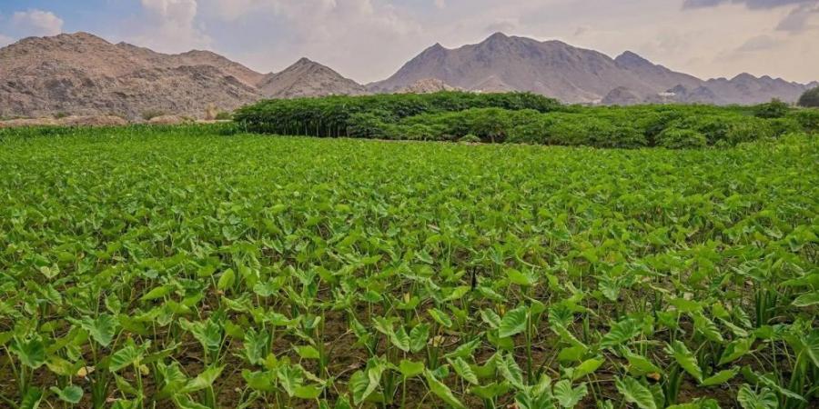 التوزيع والتراخيص يرفعان الرقعة الزراعية