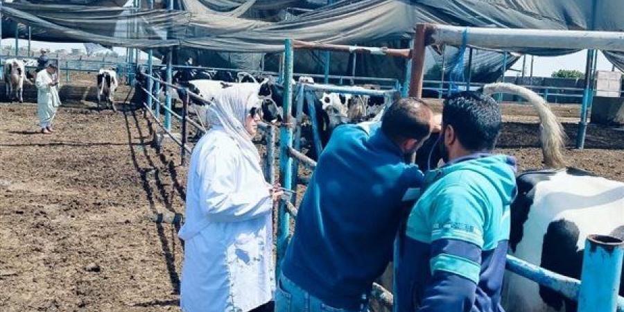 بيطري الشرقية: فحص2461 رأس ماشية ضد البروسيلا والسل البقرى خلال شهر  