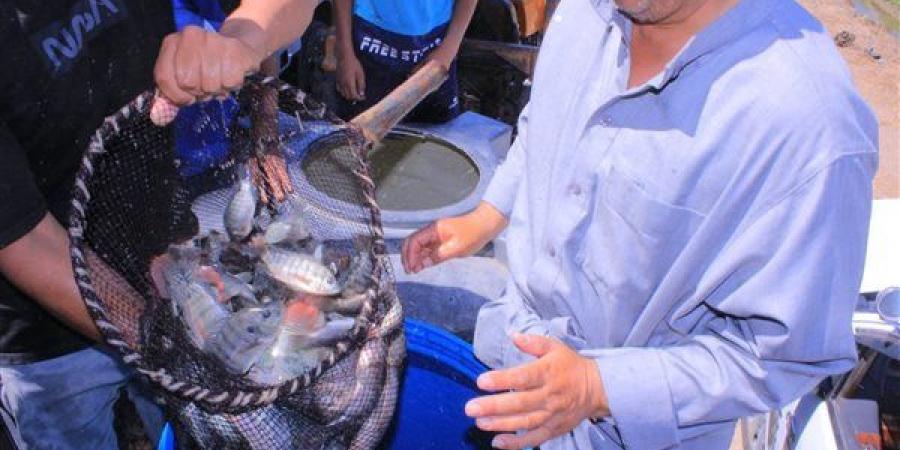 زراعة الشرقية: تنفيذ مشروع استزراع سمك البلطي في حقول الأرز