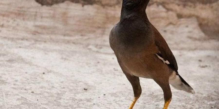 اصطياد 12844 من طائر المينا الغازي منذ مطلع العام 