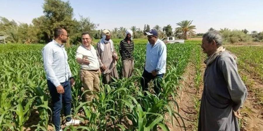 حملة قومية لمتابعة الذرة الشامية بالوادي الجديد ورصد الحالة الإنتاجية للحقول