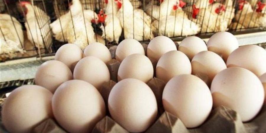 سعر كرتونة البيض اليوم الثلاثاء في بورصة الدواجن