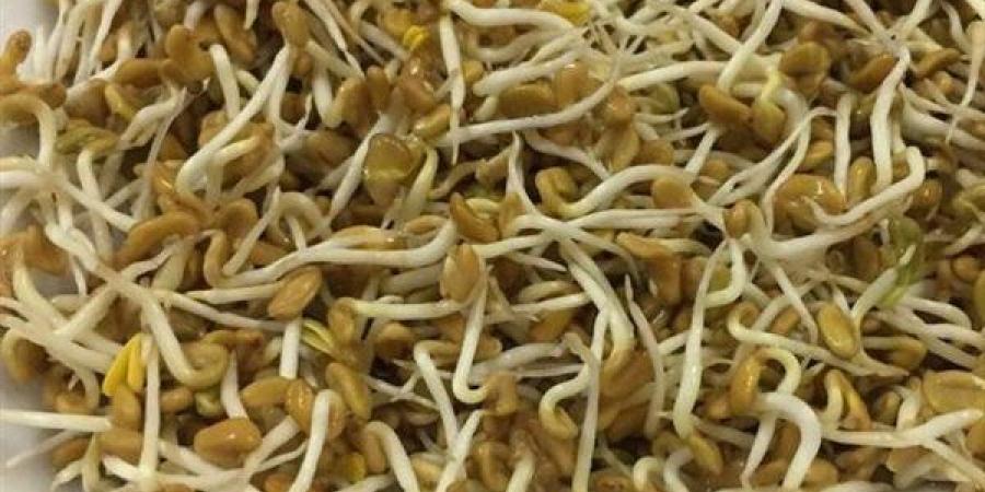 فوائد الحلبة المنبتة، غنية بالبروتين والألياف وتساعد في إنقاص الوزن