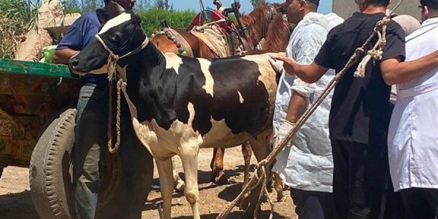 الزراعة تكثف الرعاية التناسلية للماشية وتنفذ التلقيح الاصطناعي لـ41 ألف رأس خلال يوليو