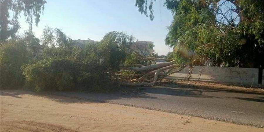 سقوط شجرة يعطل المرور بطريق "الإسماعيلية - الزقازيق" والأجهزة التنفيذية تتدخل (صور)