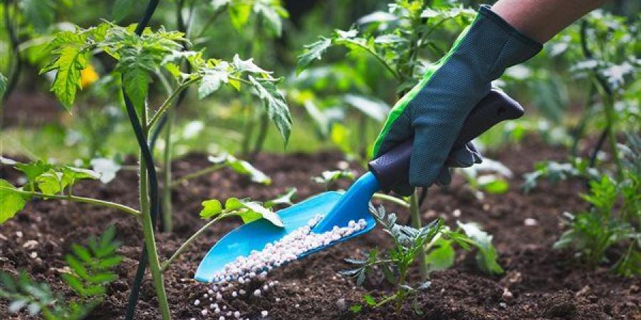 انخفاض السلفات 1243 جنيها وارتفاع اليوريا المخصوص، أسعار الأسمدة اليوم في الأسواق